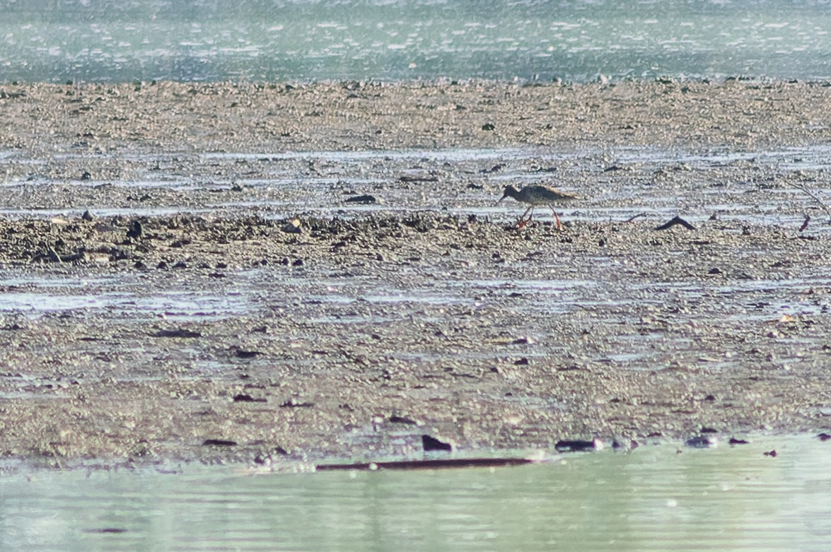Common Redshank - ML638669005