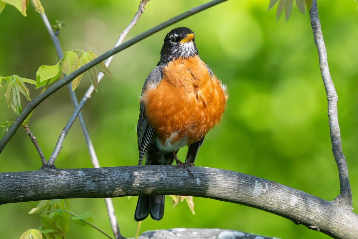 American Robin - ML638669007