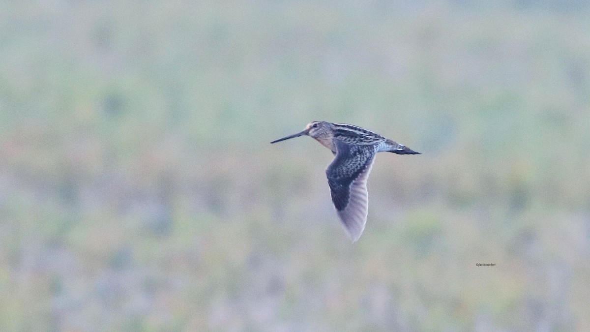 Pin-tailed Snipe - ML638669010