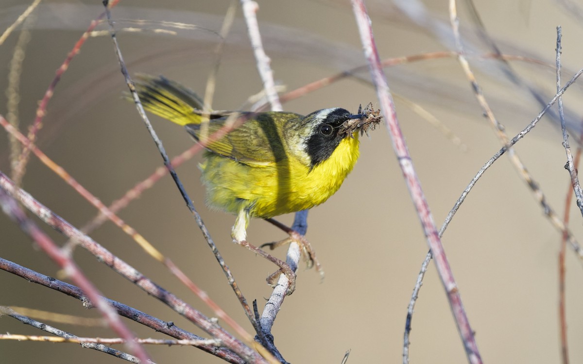 Common Yellowthroat - ML638669013
