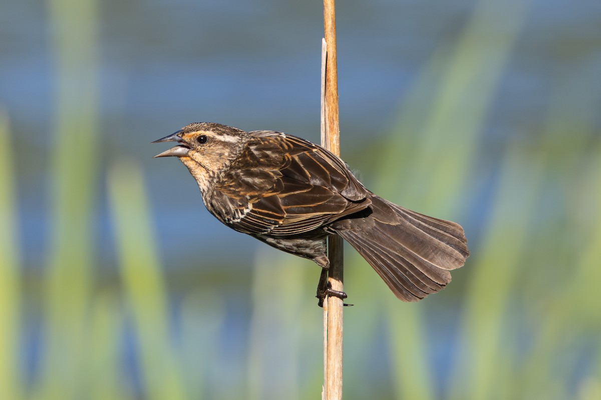 Red-winged Blackbird - ML638669014