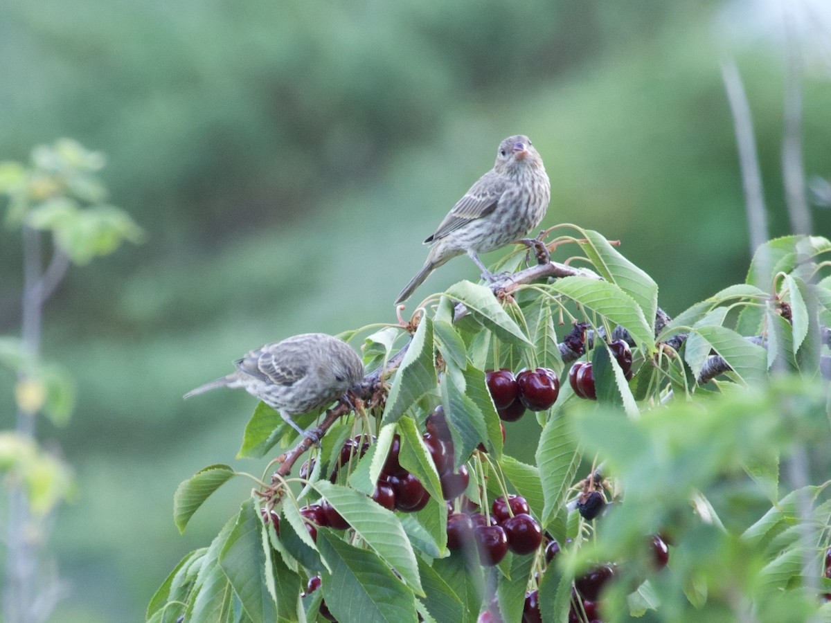 House Finch - ML638669039