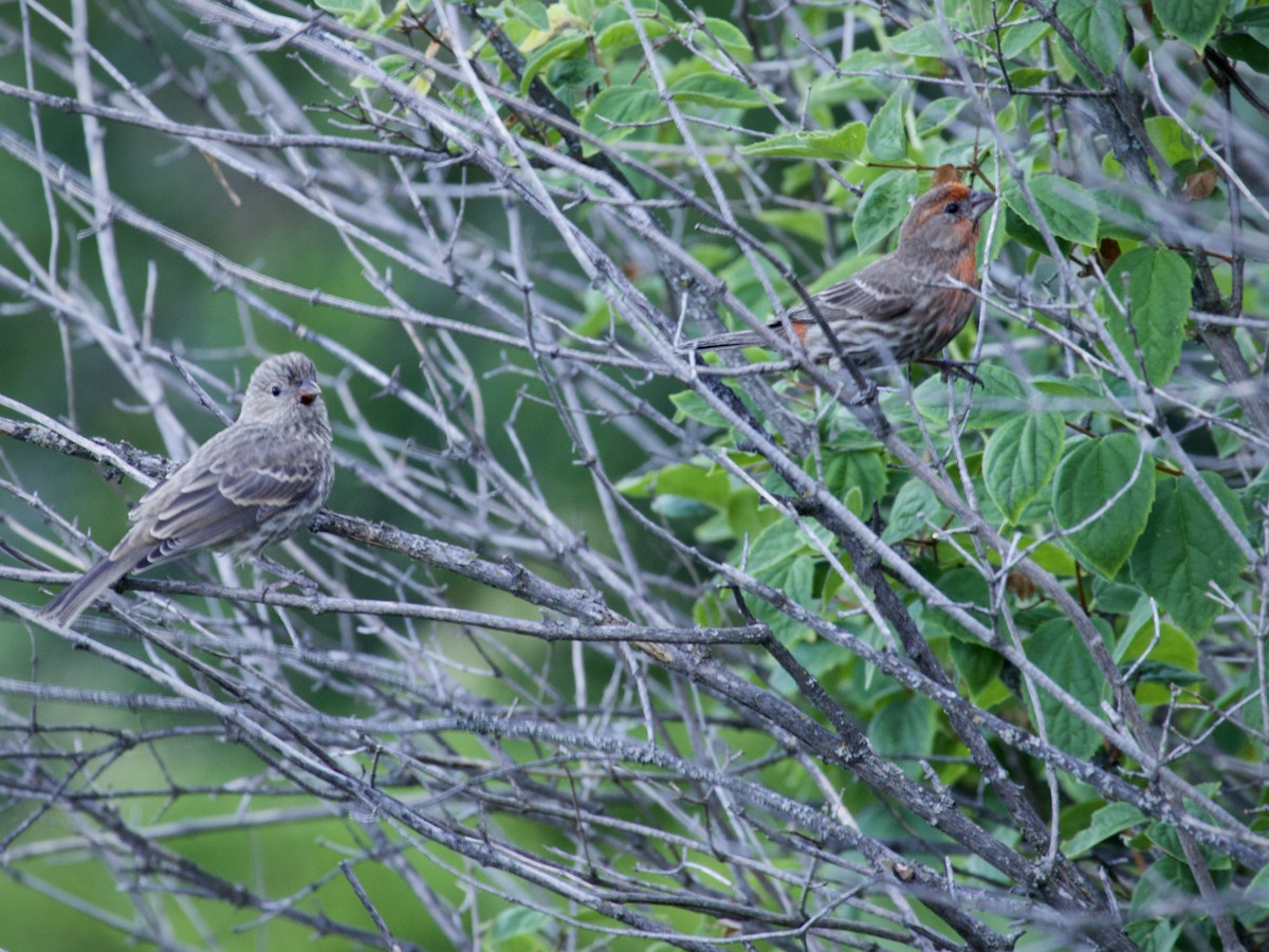House Finch - ML638669040