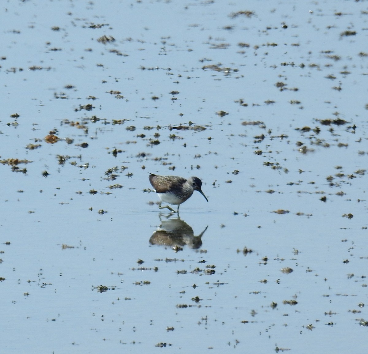 Green Sandpiper - ML638669099