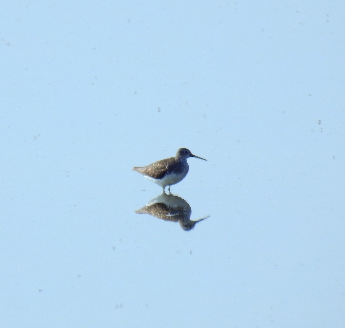 Green Sandpiper - ML638669100