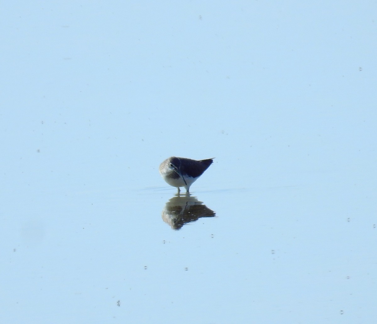 Green Sandpiper - ML638669102