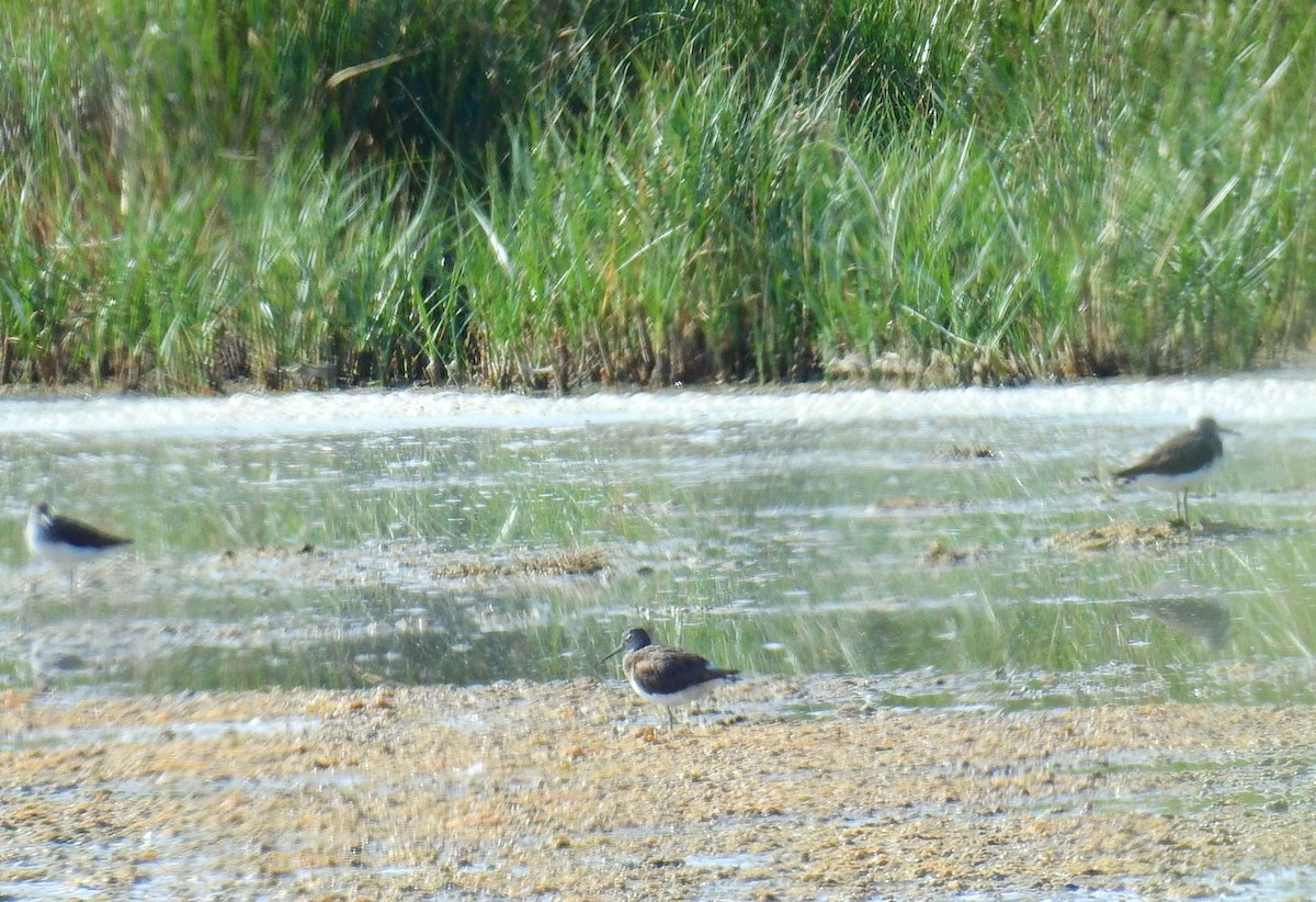 Green Sandpiper - ML638669105