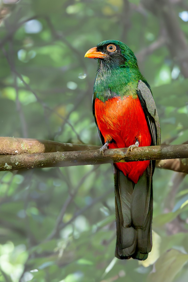 Slaty-tailed Trogon - ML638669109