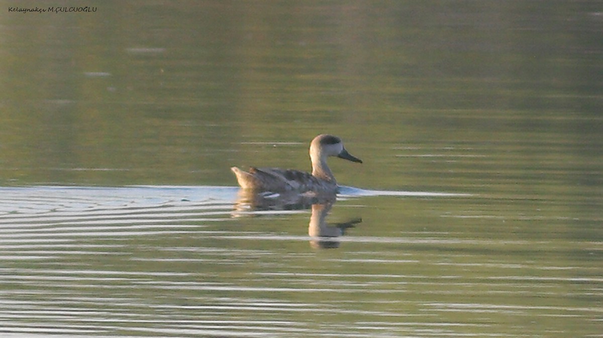 Marbled Duck - ML638669110