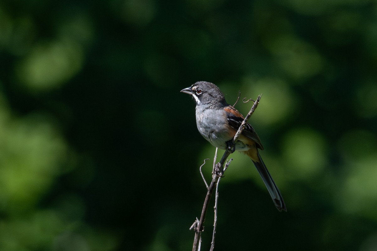 Bridled Sparrow - ML638669170