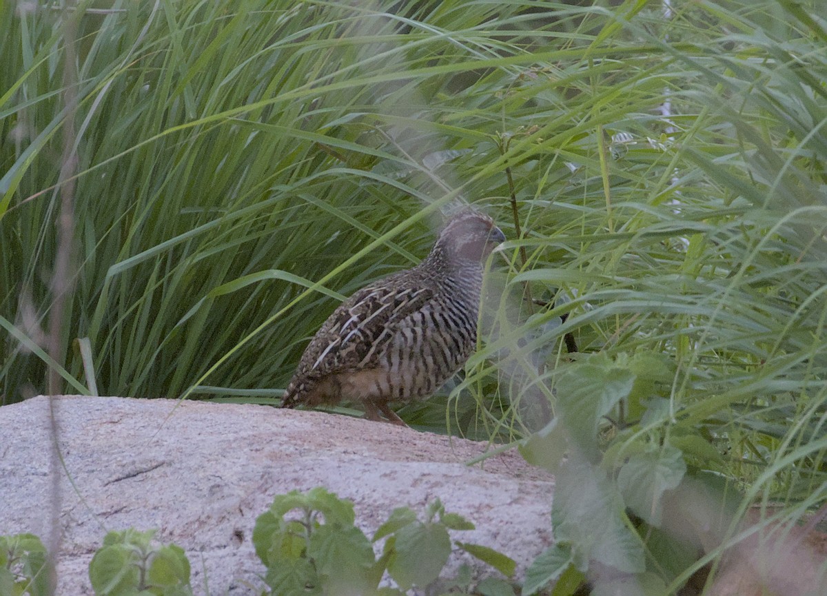 Jungle Bush-Quail - ML638669208