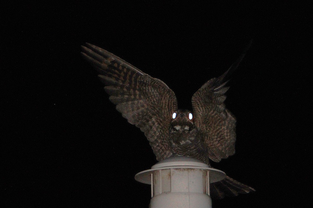Eurasian Nightjar - ML638669247