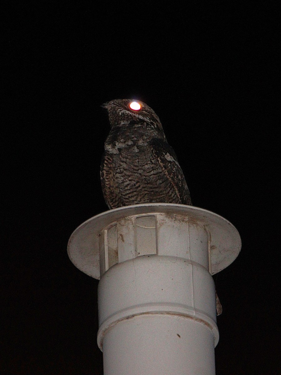 Eurasian Nightjar - ML638669261