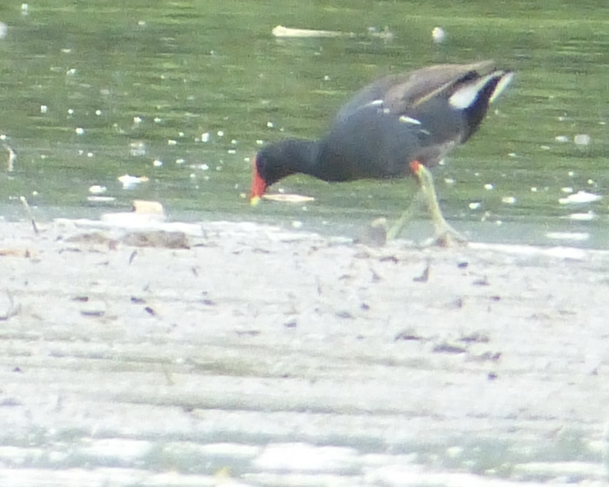 Common Gallinule - ML638669305