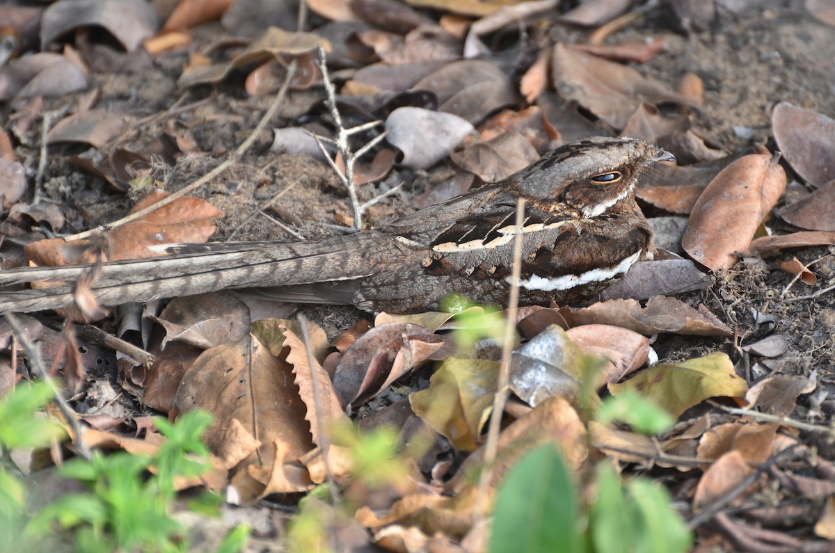 Long-tailed Nightjar - ML638669311