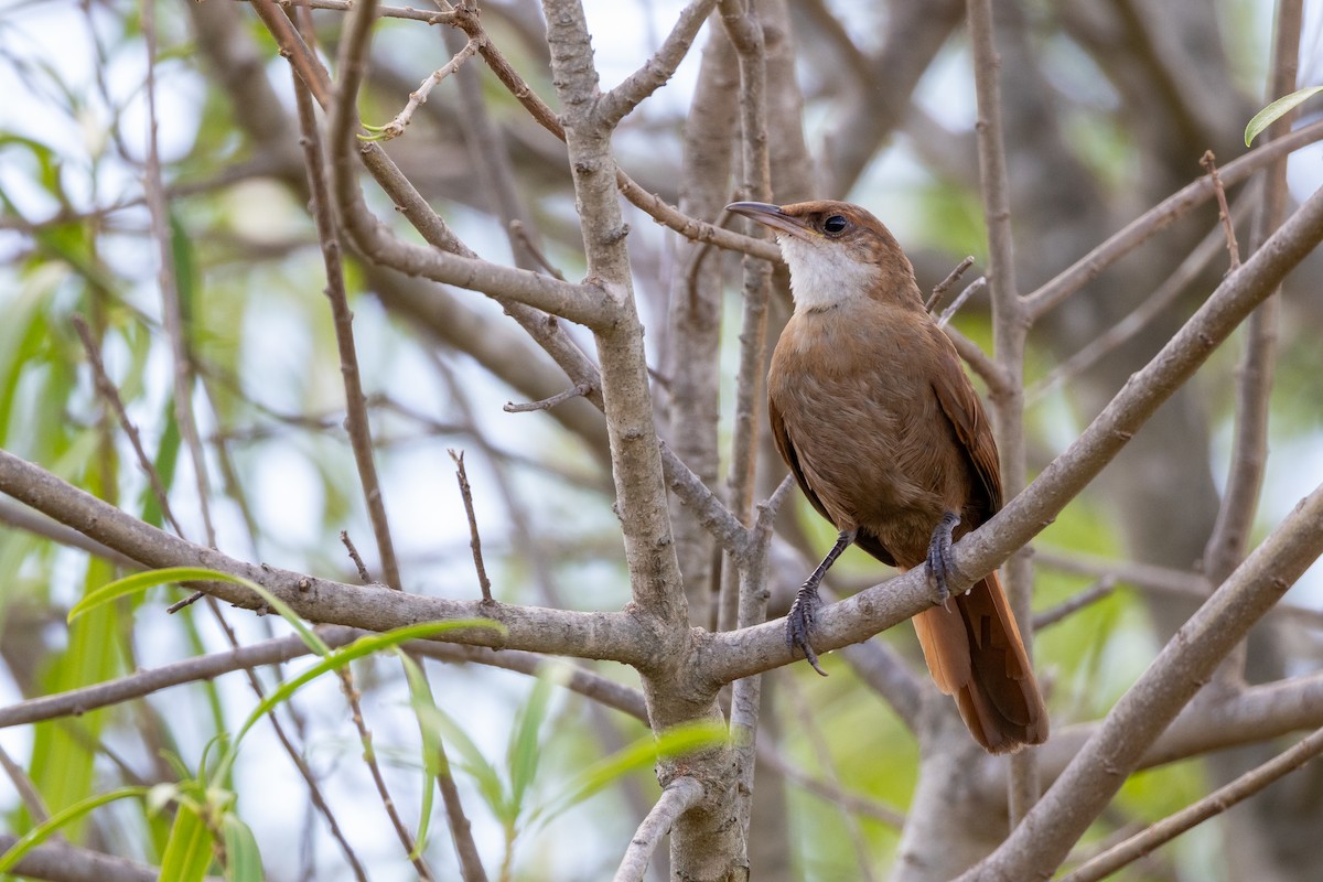 チャイロイワカマドドリ - ML638669354