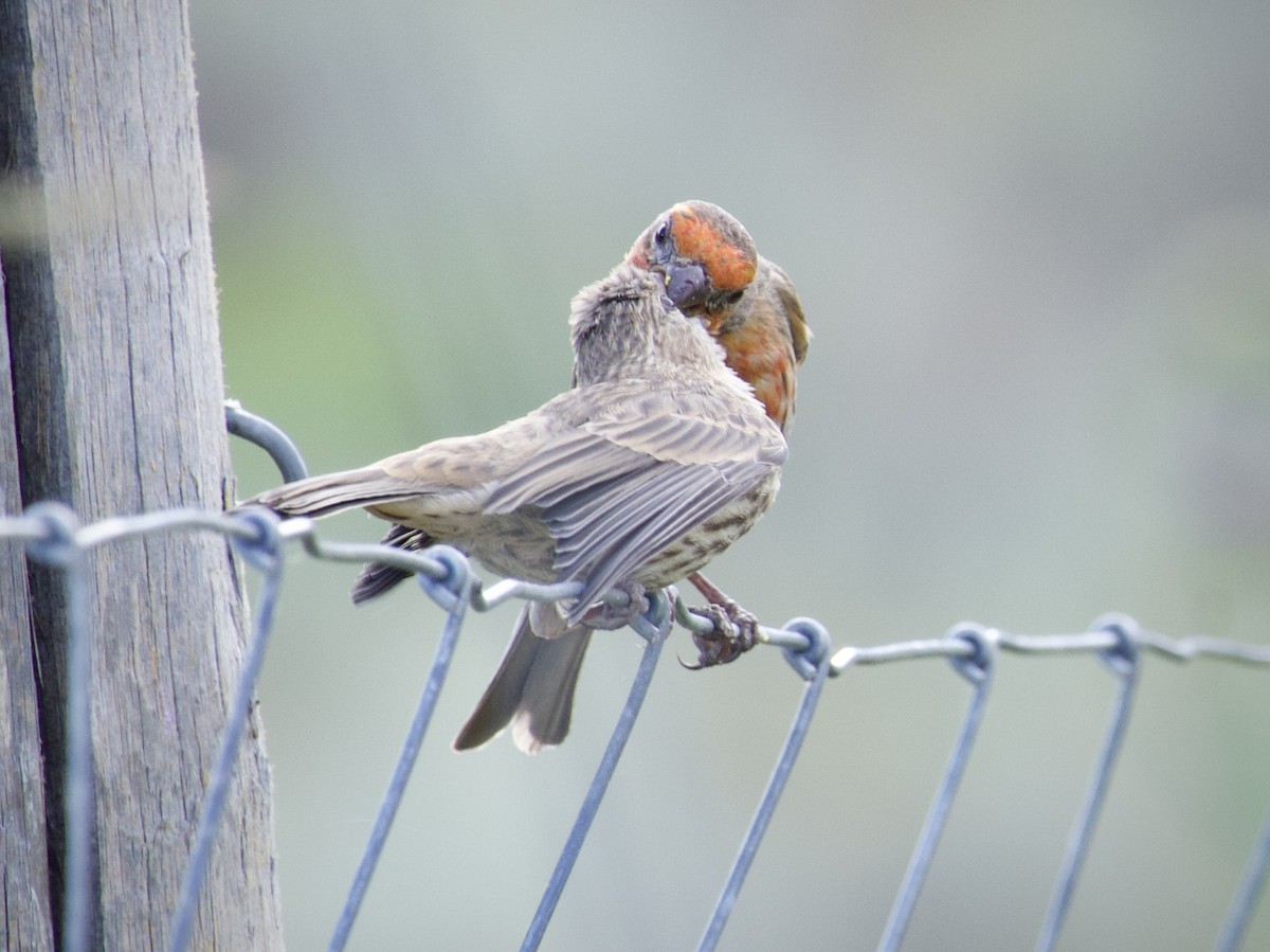 House Finch - ML638669380