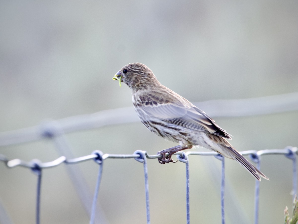 House Finch - ML638669381