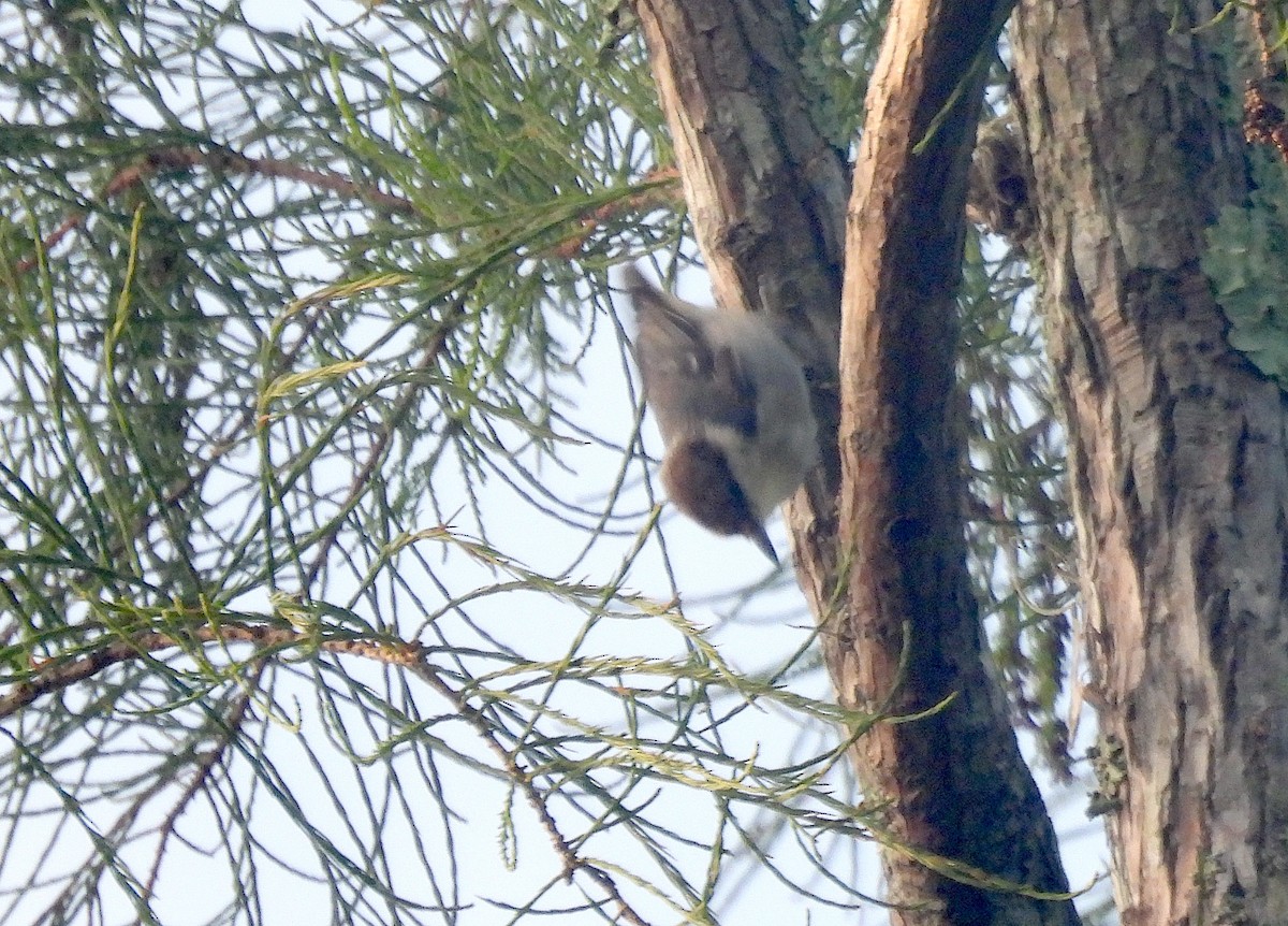 Brown-headed Nuthatch - ML638669386
