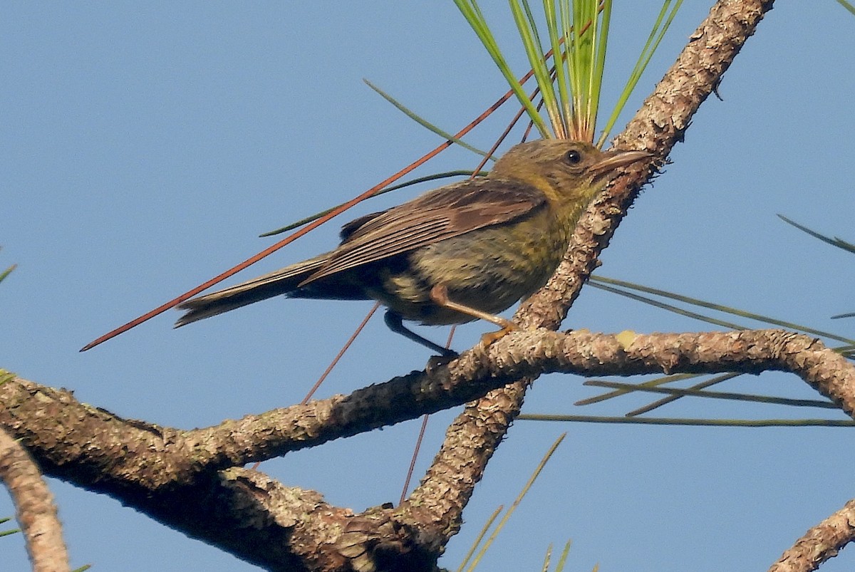 Pine Warbler - ML638669404
