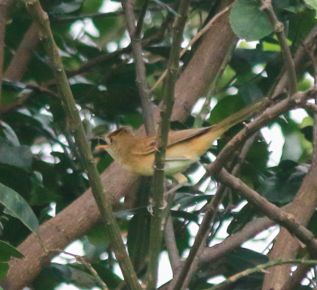 Thick-billed Warbler - ML638669466