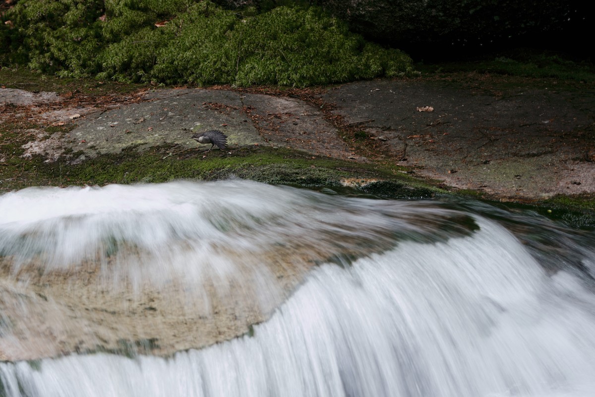 Гялаан омруут харзлай - ML638669545