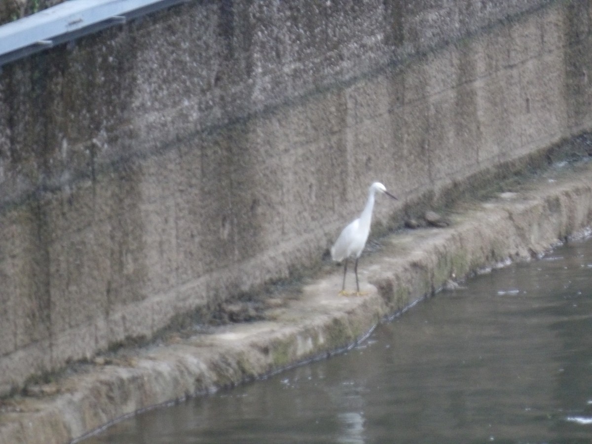 Little Egret - ML638669550