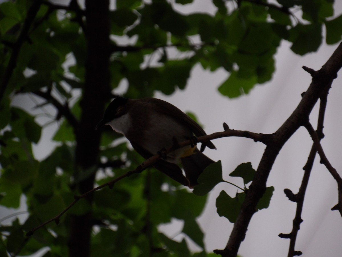 Brown-breasted Bulbul - ML638669555