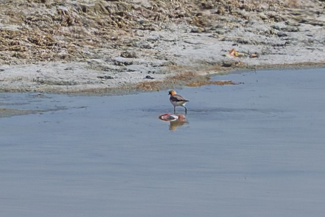Tibetan Sand-Plover - ML638669601