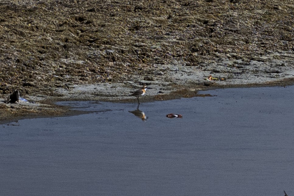 Tibetan Sand-Plover - ML638669602