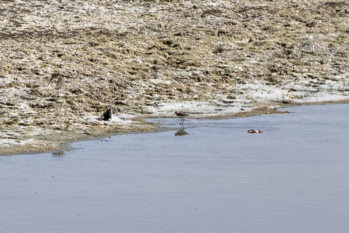 Tibetan Sand-Plover - ML638669603