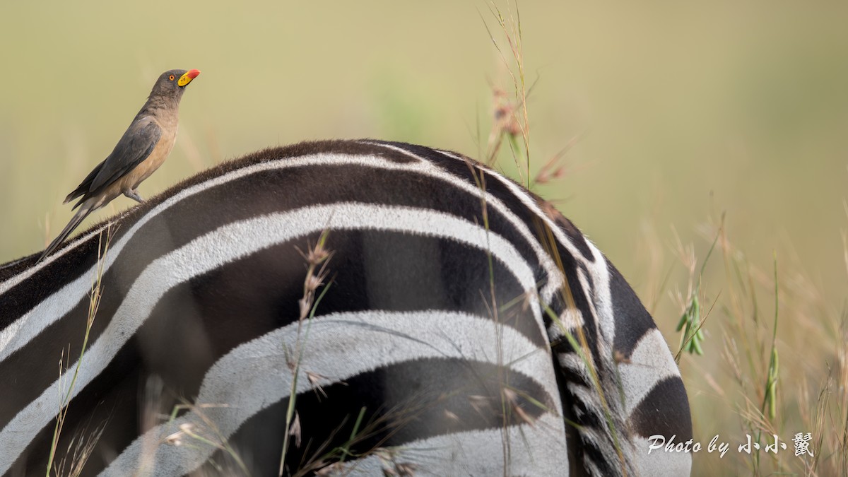 Yellow-billed Oxpecker - ML638669634