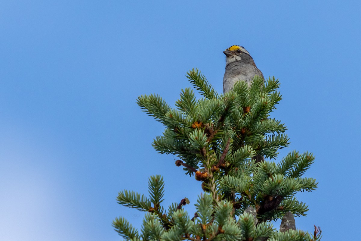 White-throated Sparrow - ML638669637