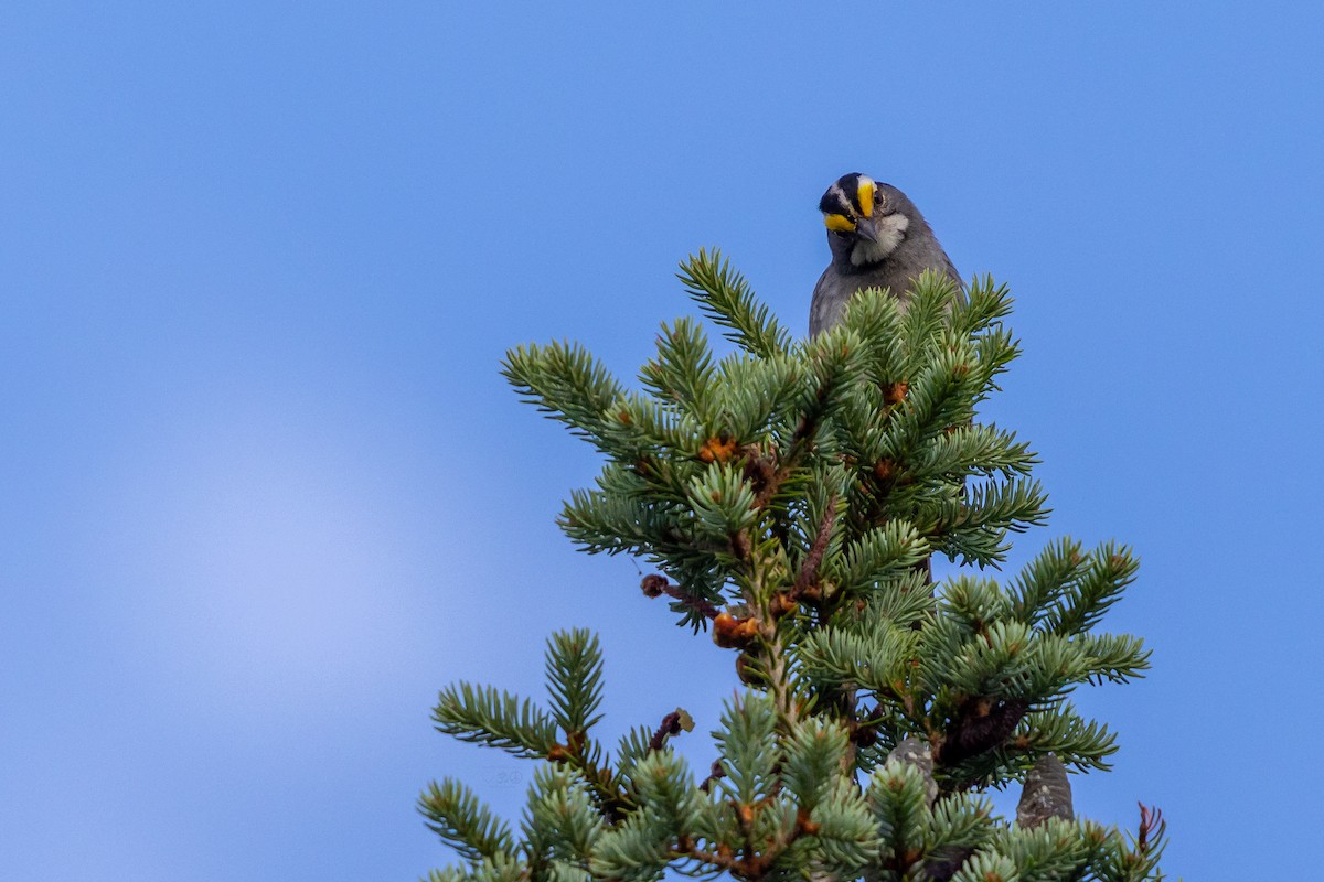 White-throated Sparrow - ML638669638