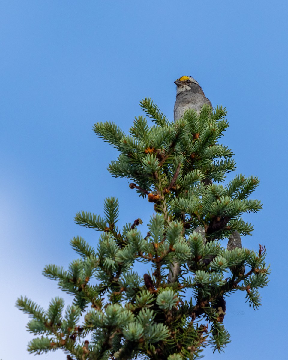 White-throated Sparrow - ML638669642