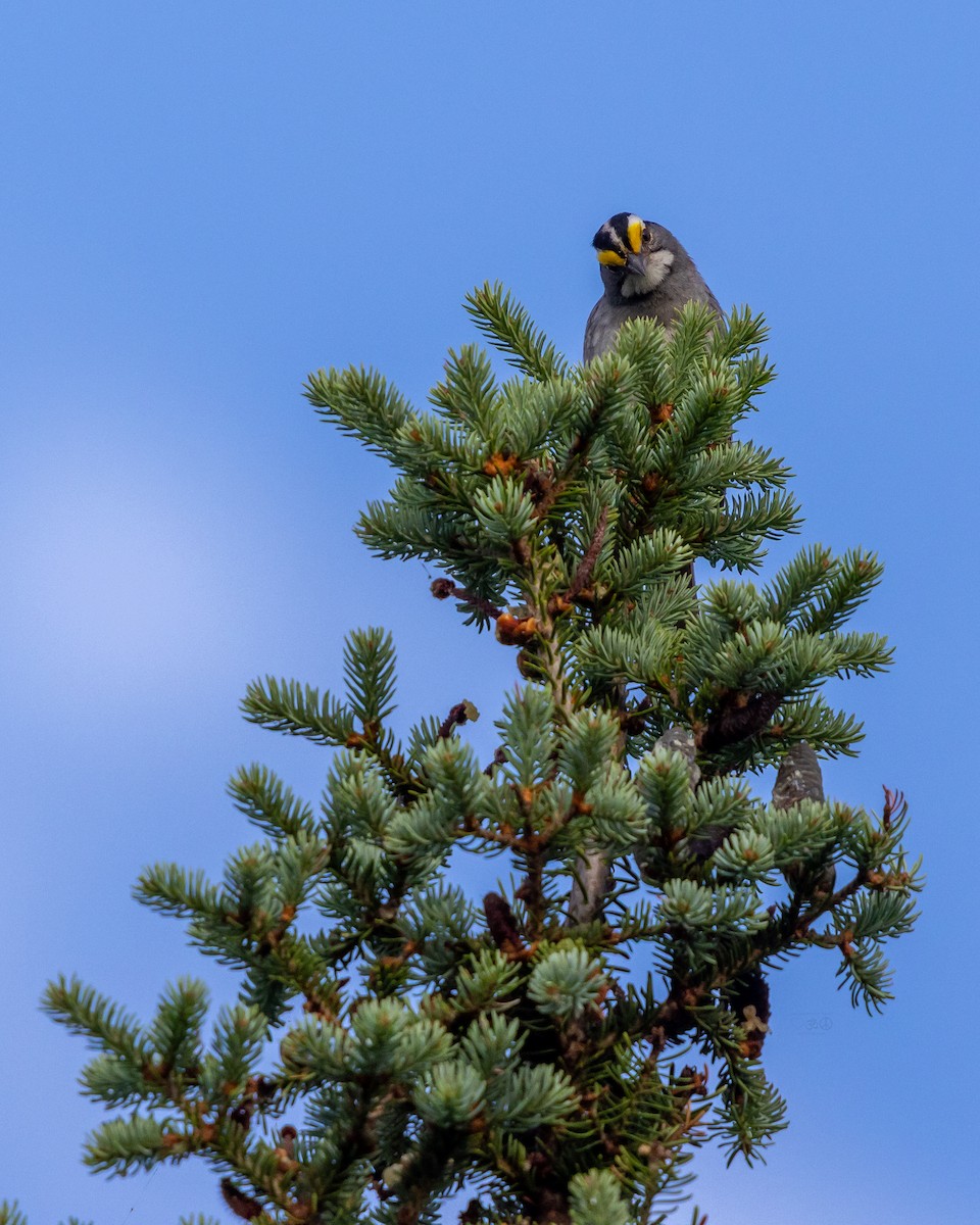 White-throated Sparrow - ML638669644