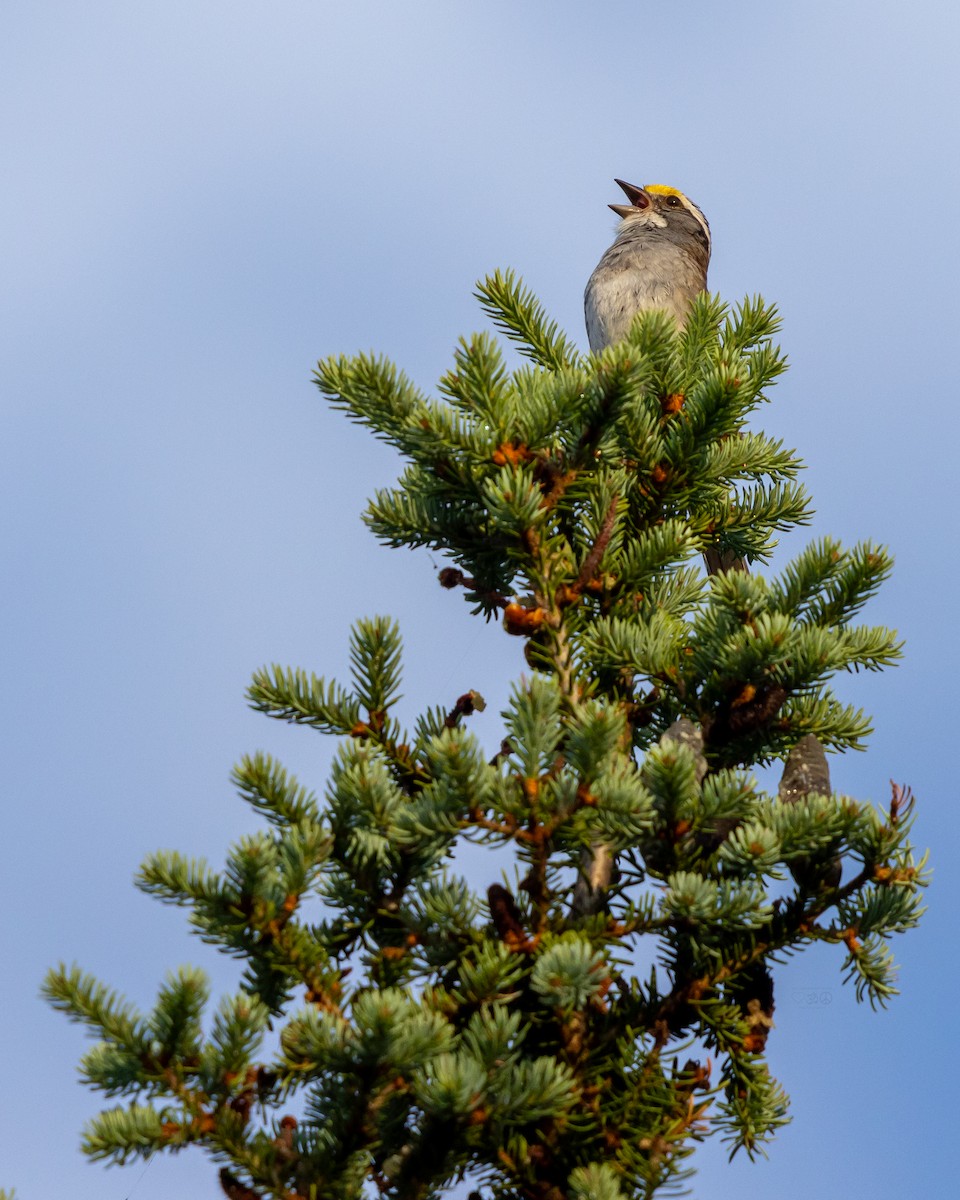White-throated Sparrow - ML638669707