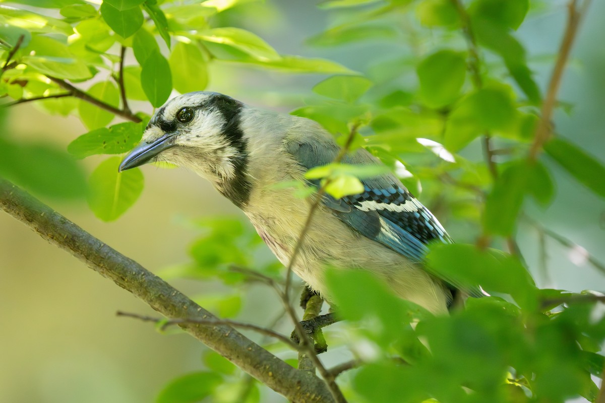 Blue Jay - ML638669954