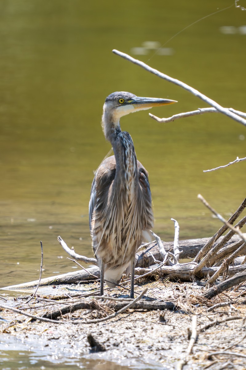 Great Blue Heron - ML638669955