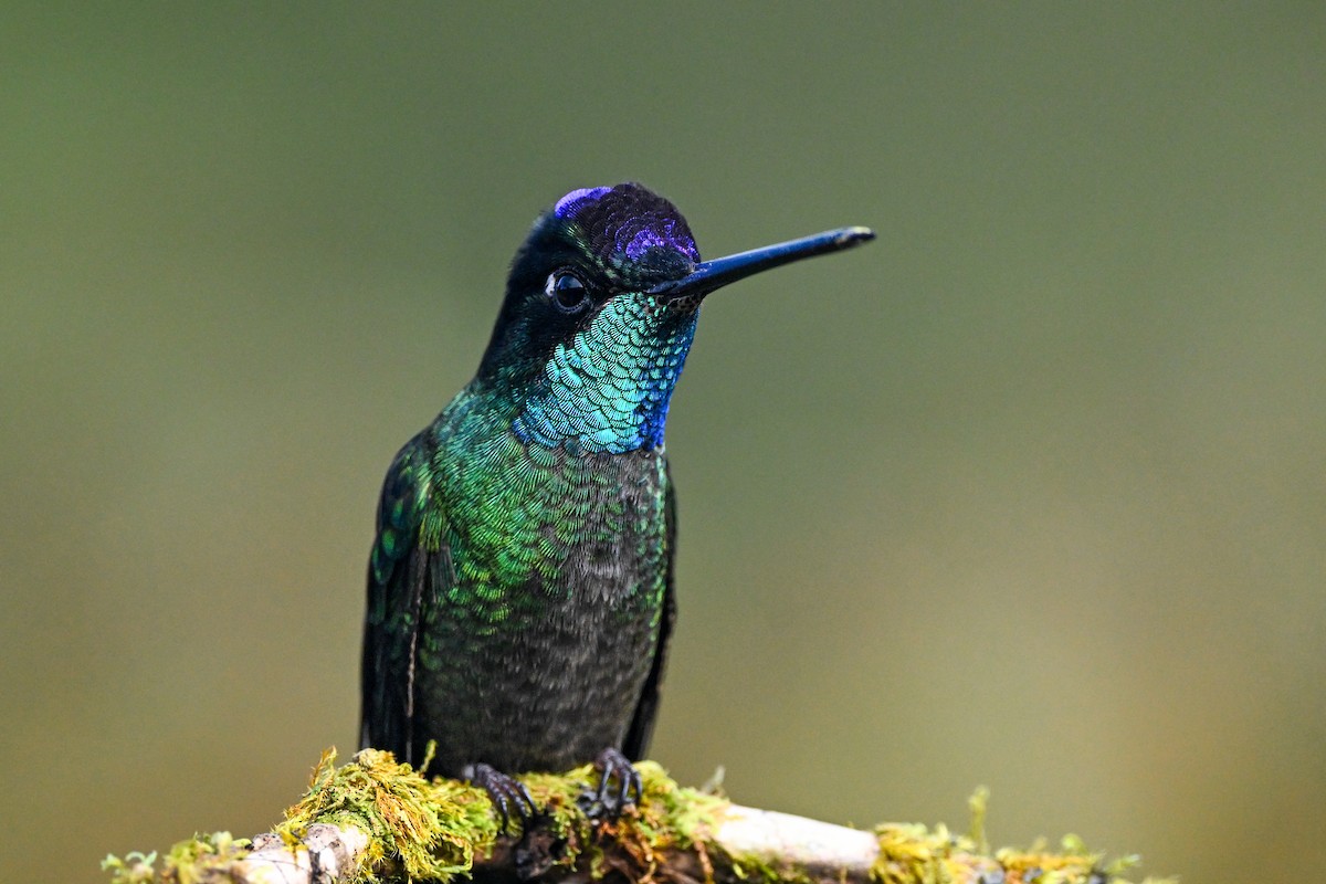 Talamanca Hummingbird - ML638669956