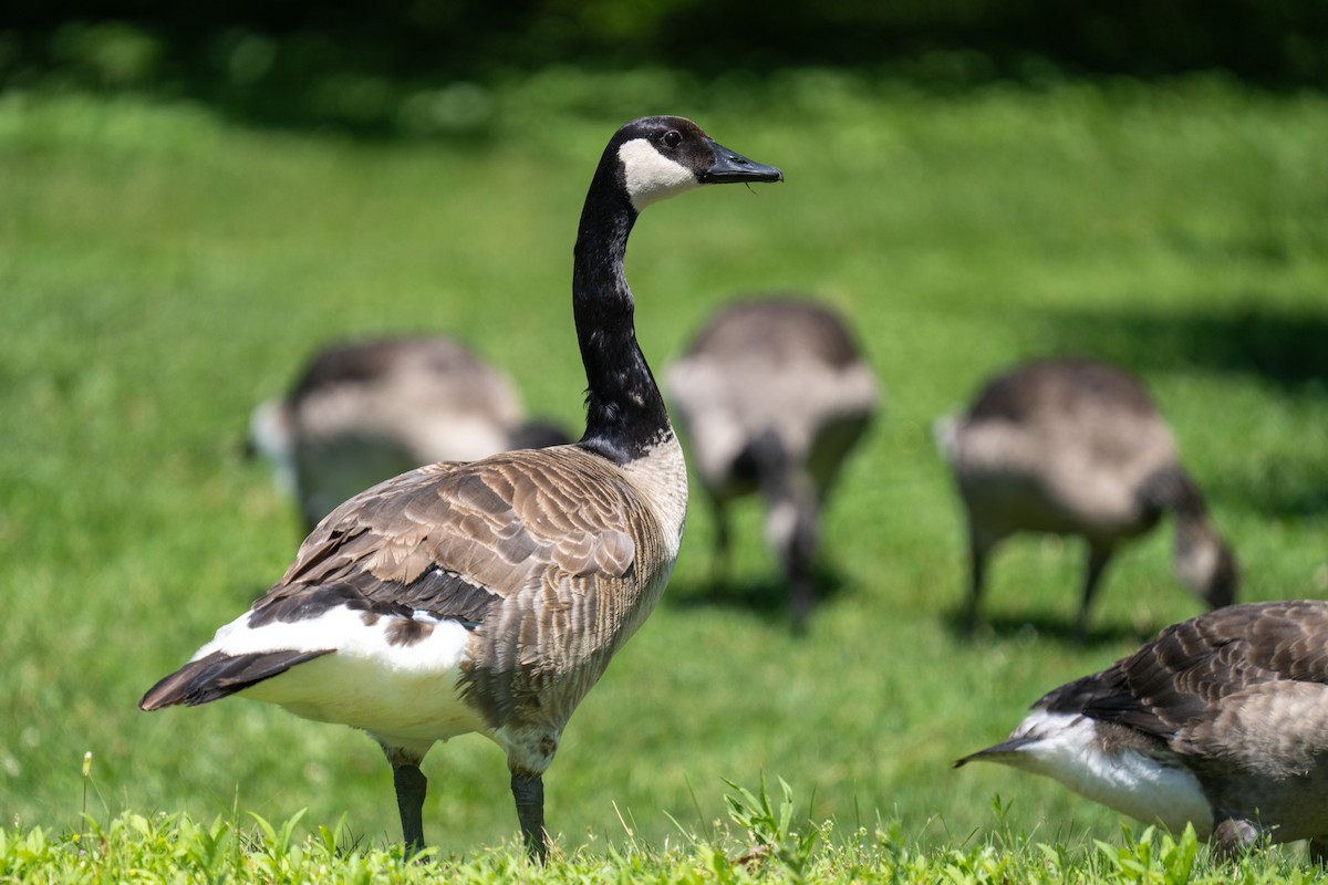 Canada Goose - ML638669958
