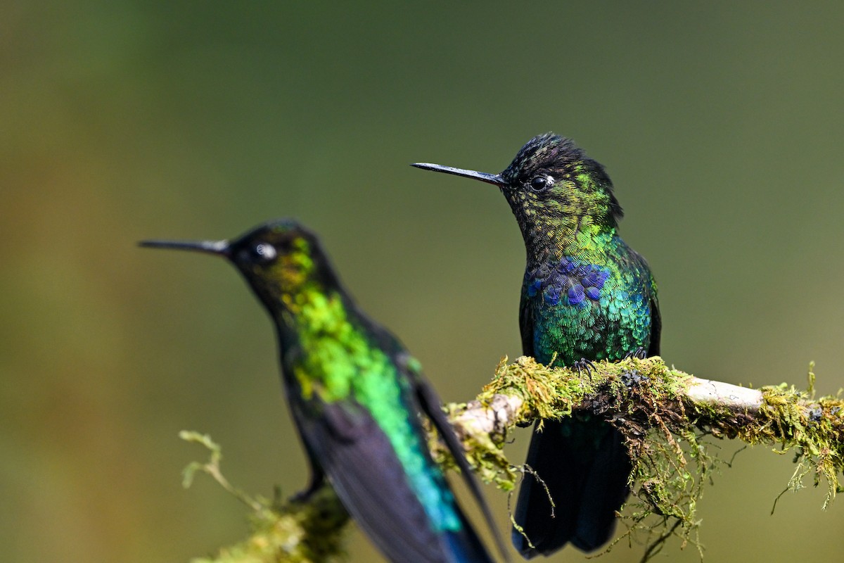 Fiery-throated Hummingbird - ML638669973