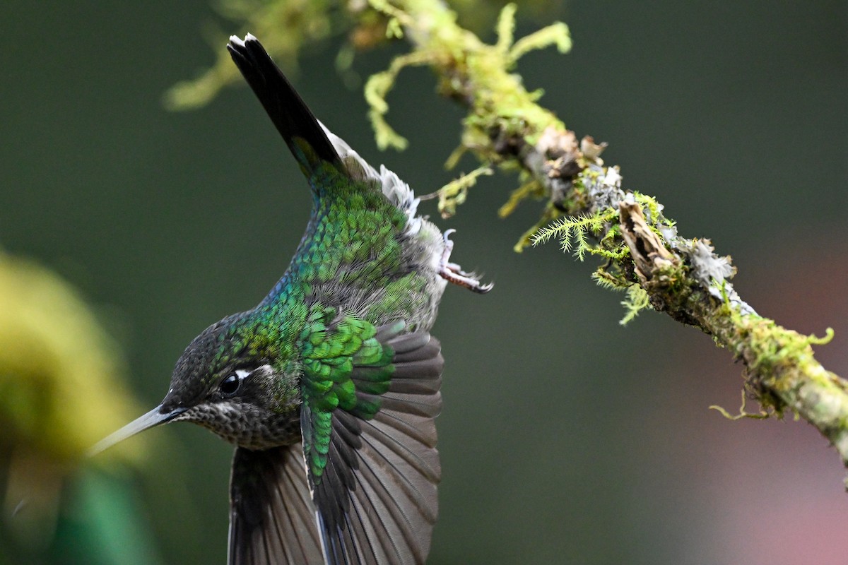 Fiery-throated Hummingbird - ML638669989