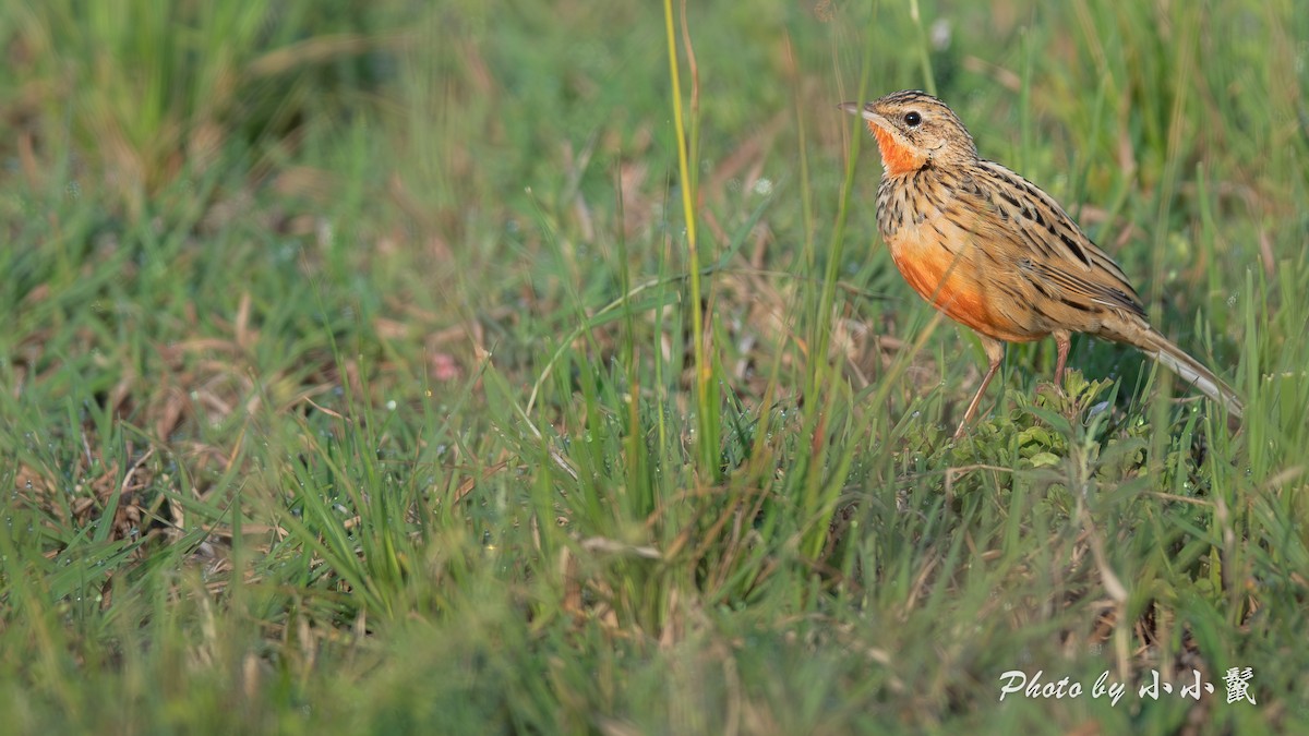 Rosy-throated Longclaw - ML638669993