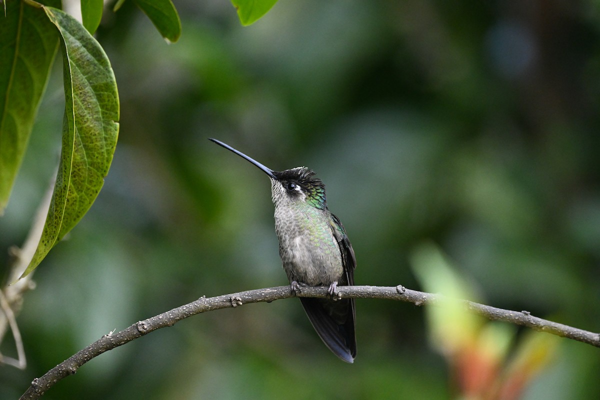 Talamanca Hummingbird - ML638669999