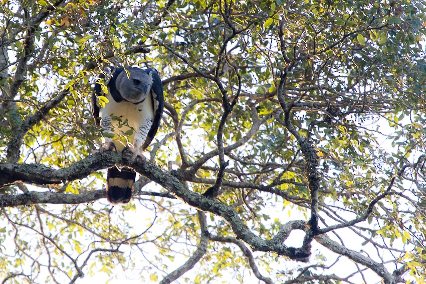 オウギワシ - ML638670003