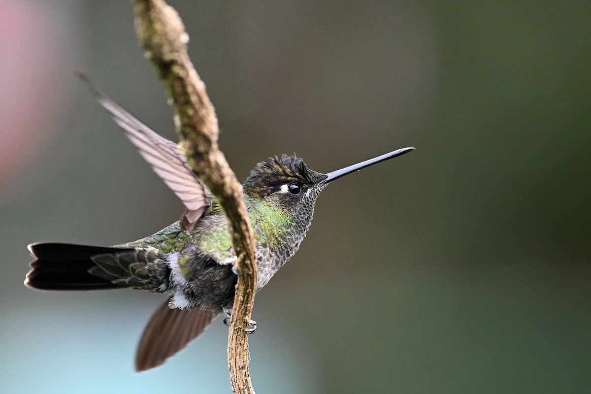 Talamanca Hummingbird - ML638670004