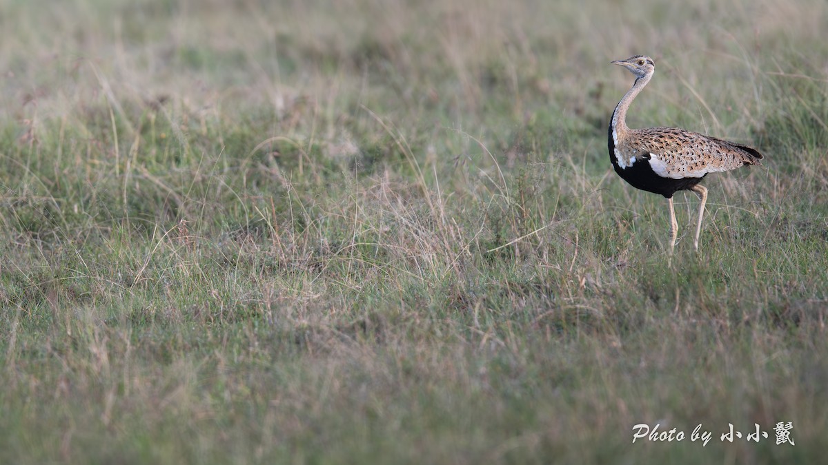 Black-bellied Bustard - ML638670007