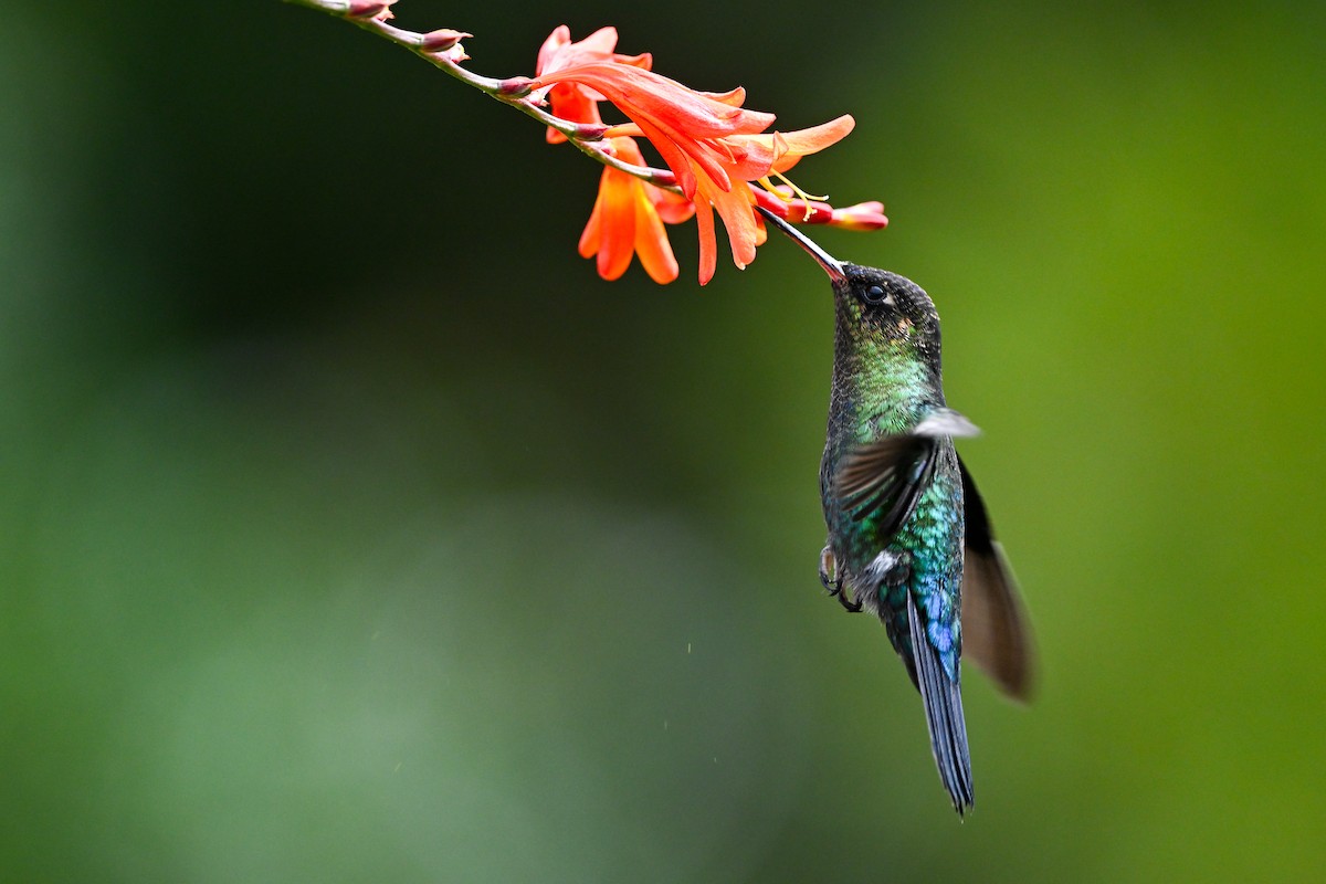 Fiery-throated Hummingbird - ML638670016