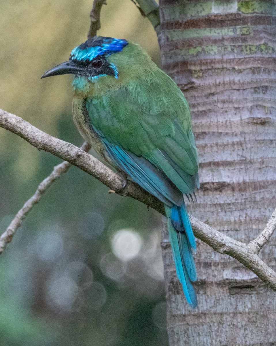 Lesson's Motmot - ML638670017